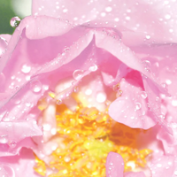 Ecomaat Rose Refreshing Floral Water 100 ml