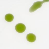 Intelligent Nutrients Liquid Green Face Oil 30ml